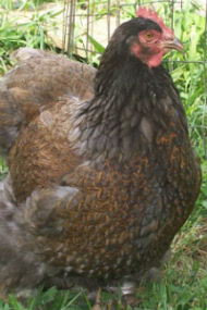 Fluffbutt the Hen - In Memoriam