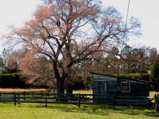 Shed and maple tree