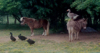 Touilly the barngoose riding Molly the miniature donkey