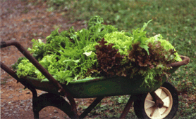 Wheelbarrow of Veggies